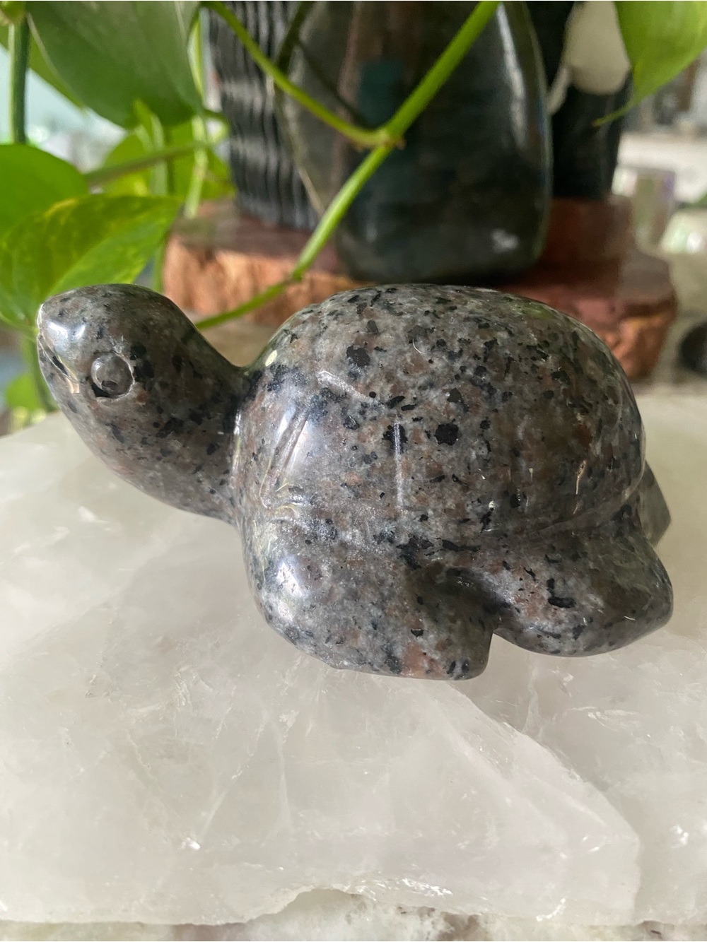 🐢💚 CHUNKY YOOPERLITE TURTLES! 💚🐢